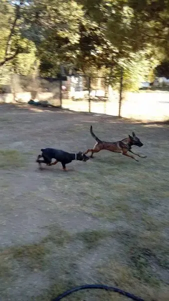 Dogacademia - Photo 6