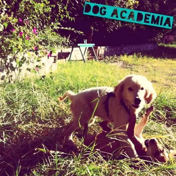 Dogacademia - Photo 7