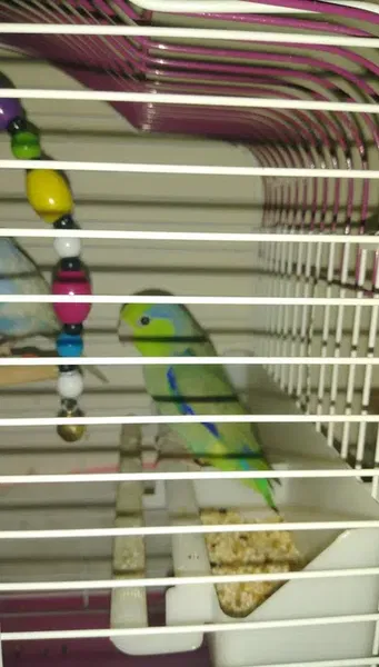 Doğa Petshop - Photo 8