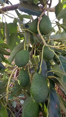 DOĞAL Ürünler