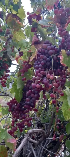 DOĞAL Ürünler - Photo 2