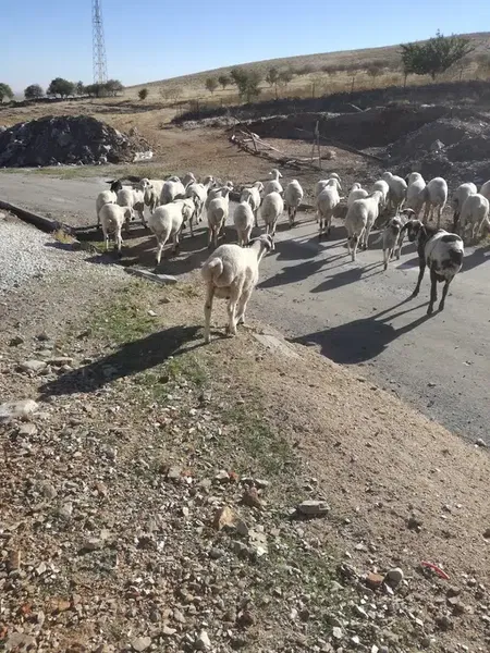 Doğan Besi̇ Çi̇ftli̇ği̇ - Photo 1