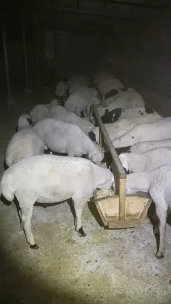 Doğan Besi̇ Çi̇ftli̇ği̇ - Photo 2