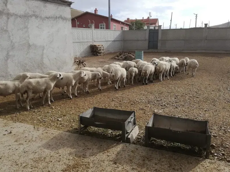 Doğan Besi̇ Çi̇ftli̇ği̇ - Photo 3