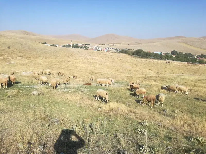 Doğan Besi̇ Çi̇ftli̇ği̇ - Photo 4