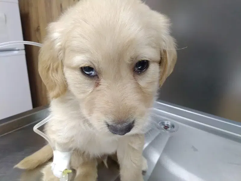 EFE Veteriner Kliniği - Photo 1