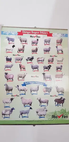 EFE Veteriner Kliniği - Photo 4