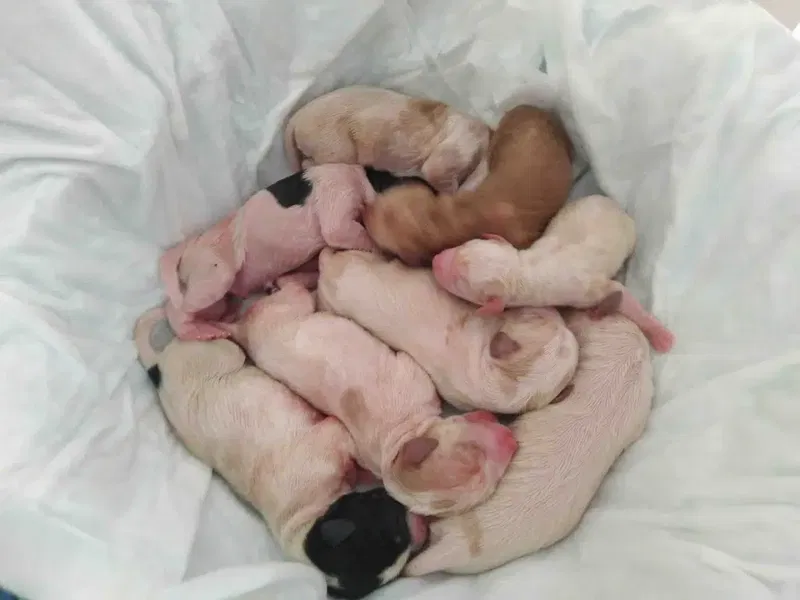 EFE Veteriner Kliniği - Photo 5