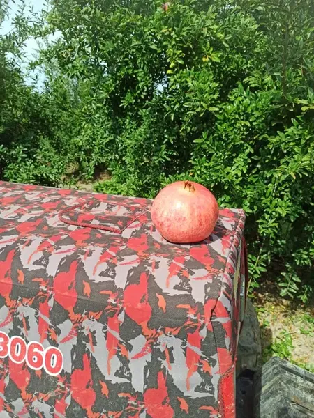 Efe'Nin Çi̇ftli̇ği̇ - Photo 4