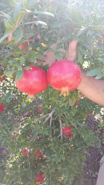 Efe'Nin Çi̇ftli̇ği̇ - Photo 5