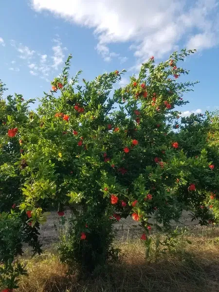 Efe'Nin Çi̇ftli̇ği̇ - Photo 6