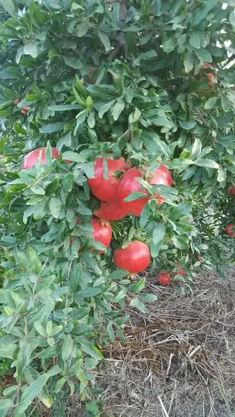 Efe'Nin Çi̇ftli̇ği̇ - Photo 8