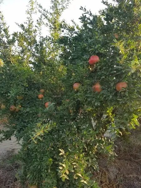 Efe'Nin Çi̇ftli̇ği̇ - Photo 10