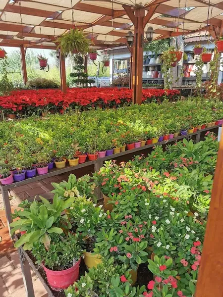 Eflatun Peyzaj - Photo 6