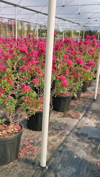 Eflatun Peyzaj - Photo 10