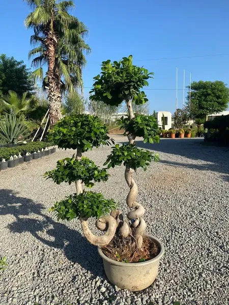 Eksper Peyzaj - Photo 7