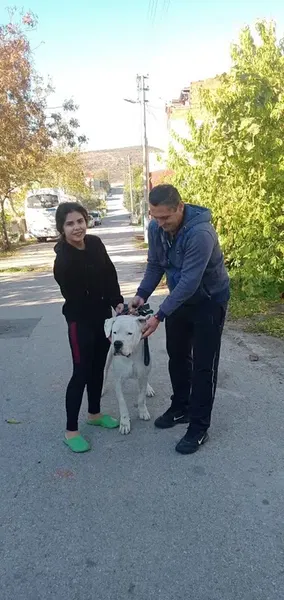 Elitpettransfer Antalya Pet Nakil Taşıma Şehirlerarası Evcil Hayvan Taşıma Antalya - Photo 4