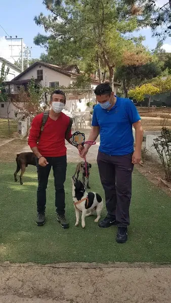 Elitpettransfer Antalya Pet Nakil Taşıma Şehirlerarası Evcil Hayvan Taşıma Antalya - Photo 6
