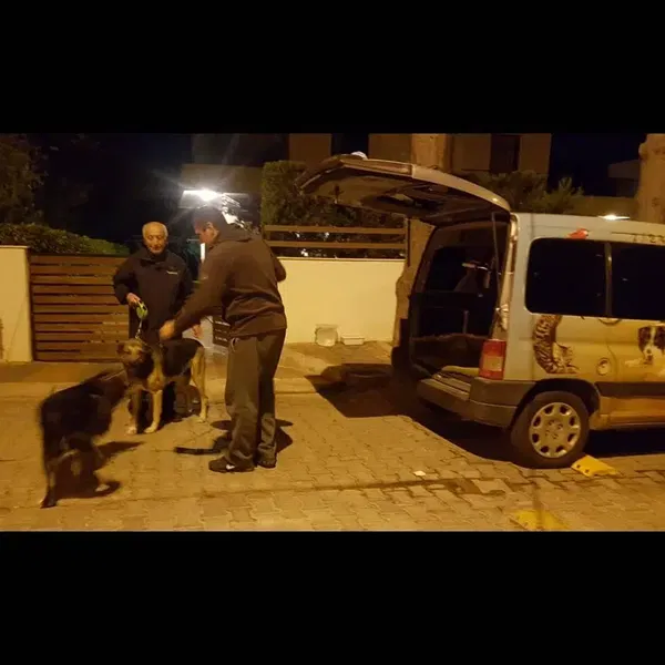 Elitpettransfer Antalya Pet Nakil Taşıma Şehirlerarası Evcil Hayvan Taşıma Antalya - Photo 9