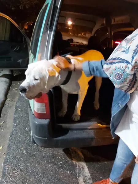 Elitpettransfer Antalya Pet Nakil Taşıma Şehirlerarası Evcil Hayvan Taşıma Antalya - Photo 10