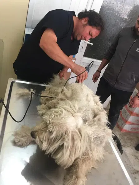 Elmalı Veteriner Kliniği - Photo 9