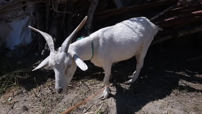 Elmalı Yediçınar Süt ve Süt Ürünleri-Tereyağları - Photo 2