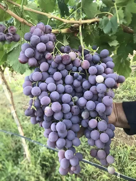 El-So Elmali Soğuk Hava Deposu - Photo 8