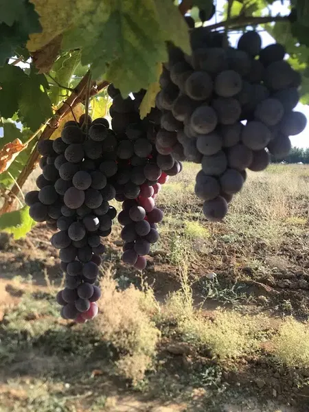 El-So Elmali Soğuk Hava Deposu - Photo 9