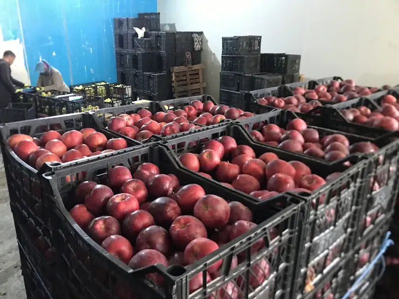 El-So Elmali Soğuk Hava Deposu - Photo 10