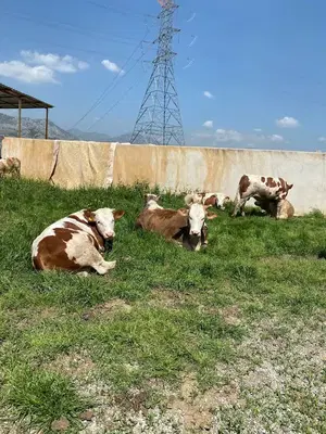 Eminoğlu Besi Çiftliği