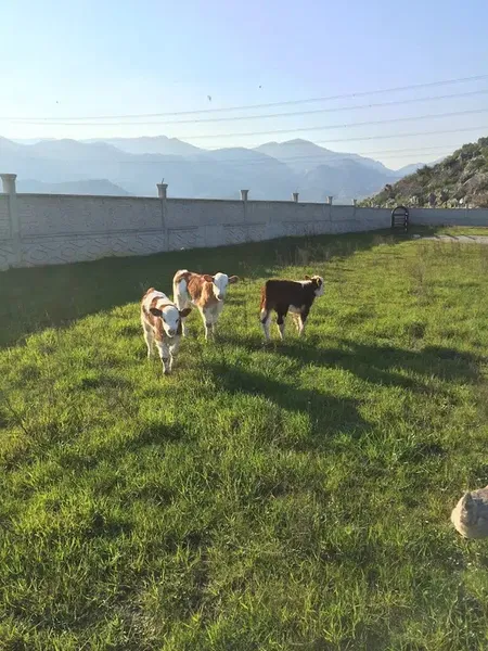 Eminoğlu Besi Çiftliği - Photo 2
