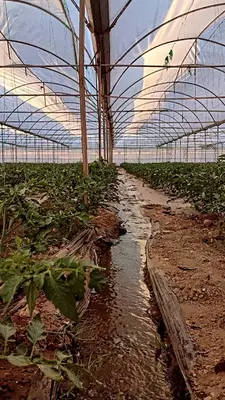 Erdem Tarim Üreti̇m Tesi̇sleri̇