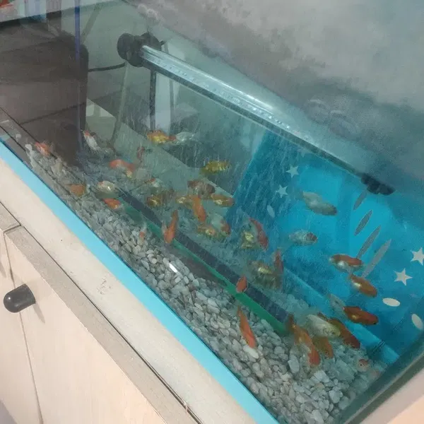 Eva petshop - Photo 3