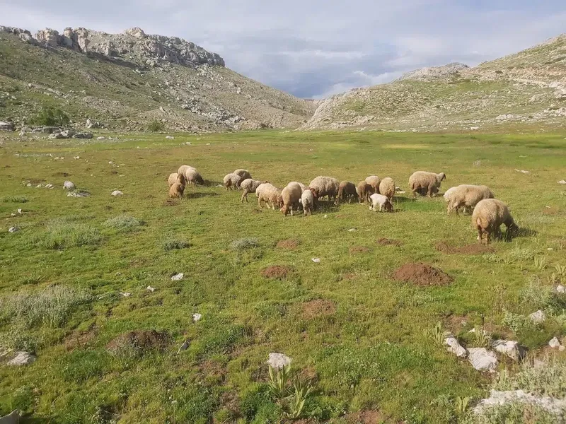 Eğrice Yaylası - Photo 2