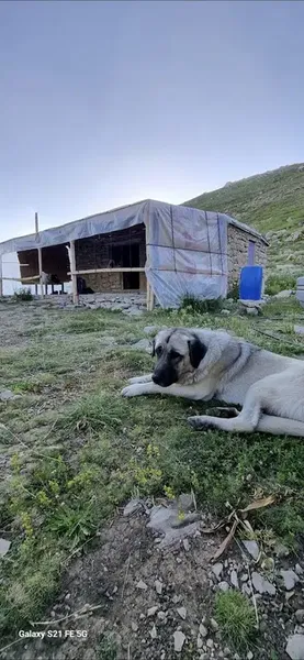 Eğrice Yaylası - Photo 8