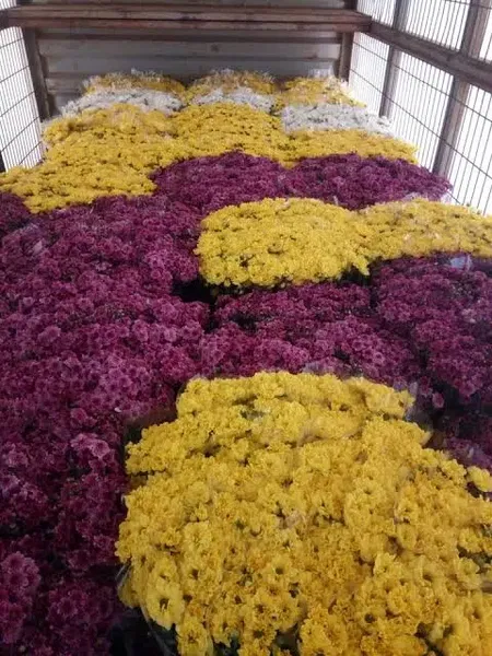 Fami̇ly Flowers Tarim Ltd Şti̇ - Photo 2