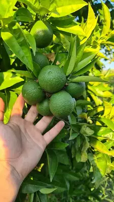 Fatih's Fruit Graden