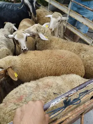 Fermanli Besi̇ci̇li̇k "Yakup Aksoy"