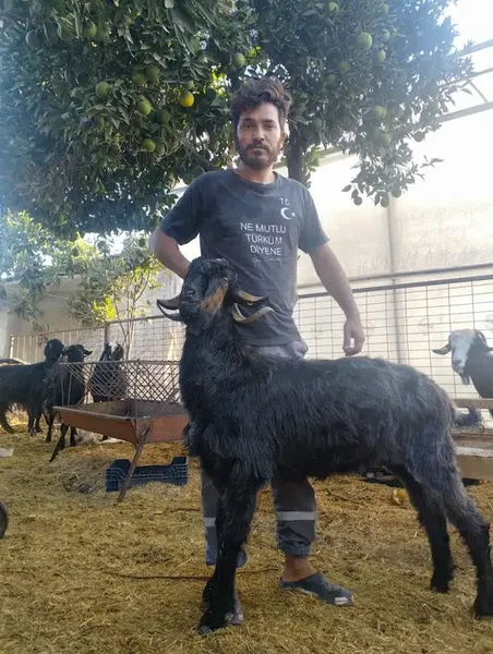 Fermanli Besi̇ci̇li̇k "Yakup Aksoy" - Photo 5
