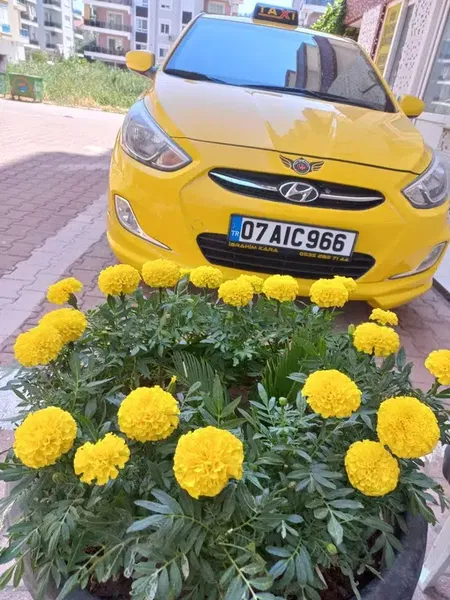 Fi̇ni̇ke Taksi̇ Üni̇versi̇te - Photo 4