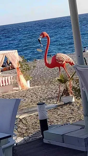Flamingo Lounge - Photo 8