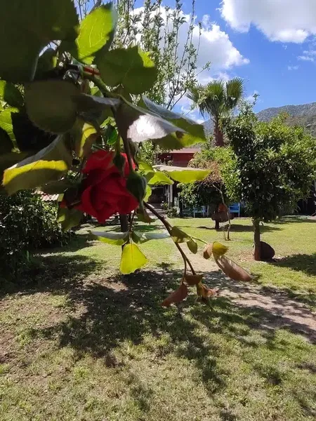 Çıralı Flora Pansion - Photo 8