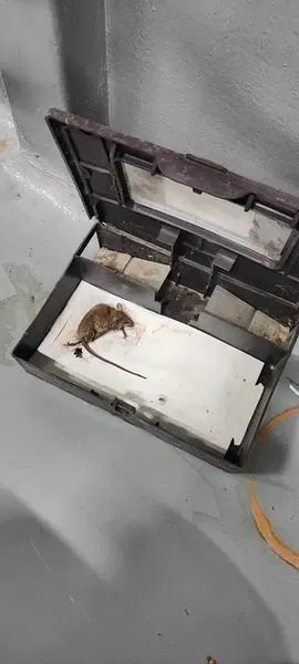 Flypest Haşere İlaçlama - Photo 6