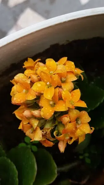Foto Nalan - Photo 6