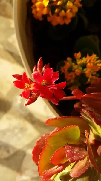 Foto Nalan - Photo 10
