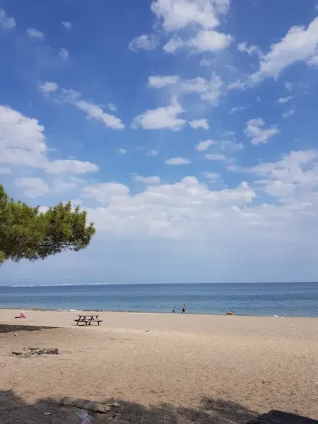 Fourest Büyük Çaltıcak - Photo 6