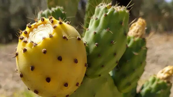 Frenk yemişi bahçesi Opuntia ficus indica