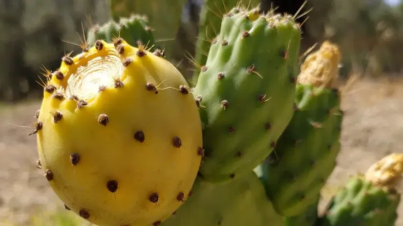 Frenk yemişi bahçesi Opuntia ficus indica - Photo 1