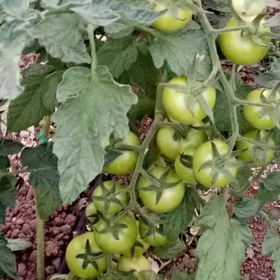Gansız Tarım Ürünleri