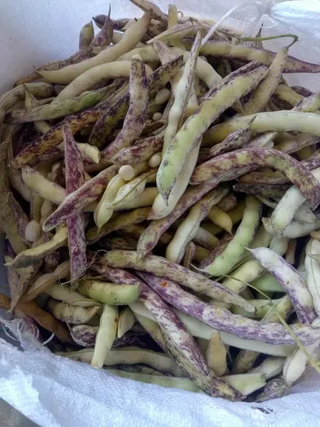 Gansız Tarım Ürünleri - Photo 4